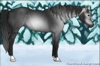 Horse Color:Gray Black 