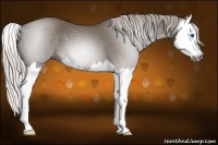 Horse Color:Gray Silver Grullo Splash 