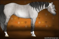 Horse Color:Gray Grullo Roan 