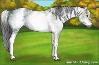 Horse Color:Gray White Spotted Black Ice 