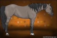 Horse Color:Grullo 