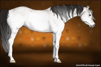Horse Color:Gray White Spotted Buckskin Ice Roan 