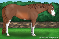 Horse Color:Chestnut Sabino 