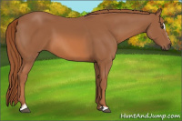 Horse Color:Chestnut Sabino