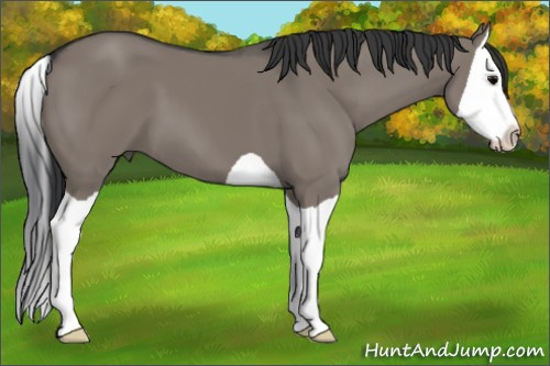 Horse Color: Grullo Splash 