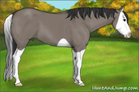 Horse Color:Grullo Splash 