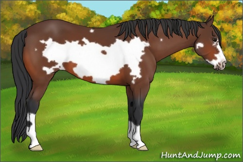 Horse Color: Bay Frame 