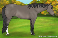 Horse Color:Brown Sabino 