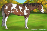 Horse Color:White Spotted Bay Splash 