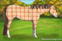 Horse Color:Plaid Amber Cream Champagne
