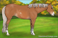 Horse Color:Silver Bay Sabino 