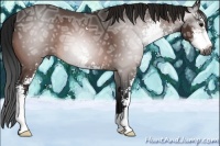 Horse Color:Gray Bay Ice Sabino 