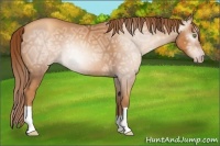 Horse Color:Gray Gold Champagne Ice 