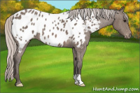 Horse Color:Silver Brown Near Leopard 