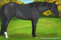 Horse Color:Brown Roan