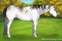 Horse Color:Gray White Spotted Buckskin Ice 
