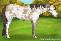 Horse Color:White Spotted Classic Cream Champagne Ice 