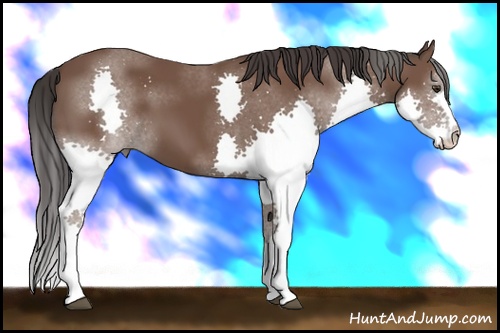 Horse Color: Bay Splash 