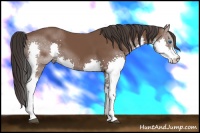 Horse Color:Bay Splash 