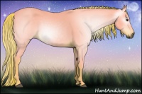 Horse Color:Gray Watercolor Chestnut 