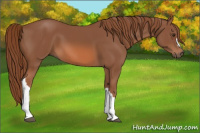 Horse Color:Liver Chestnut 