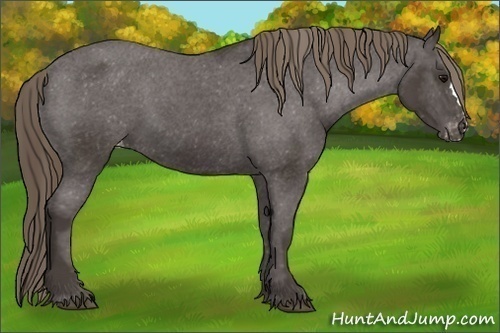 Horse Color:Smoky Black Appaloosa 