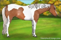 Horse Color:Silver Bay Tobiano