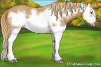 Horse Color:Chestnut Splash Frame Rabicano 
