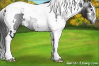Horse Color:Gray White Spotted Black Tobiano 
