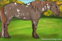 Horse Color:White Spotted Liver Red Dun 