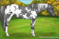 Horse Color:White Spotted Black Blanket 