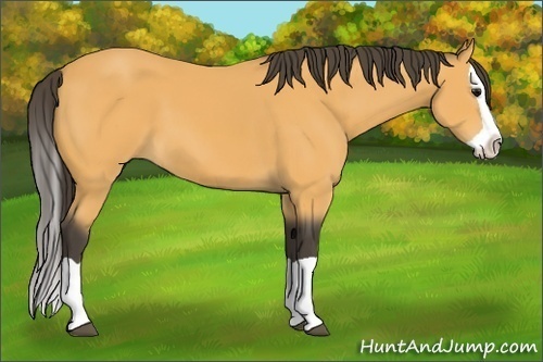 Horse Color:Buckskin Splash 