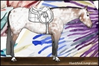 Horse Color:Gray Bay Ice Appaloosa 