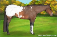 Horse Color:Bay Appaloosa 