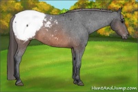 Horse Color:Brown Appaloosa 