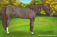 Horse Color:Liver Chestnut Sabino Blanket Rabicano 