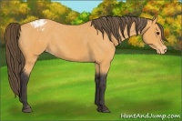 Horse Color:Buckskin Blanket 