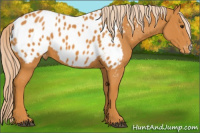 Horse Color:Chocolate Palomino Near Leopard 