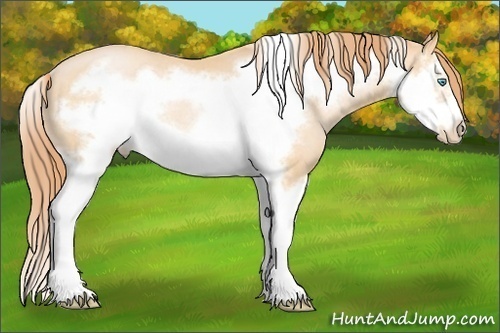 Horse Color: Buckskin Pearl Splash Frame Rabicano 