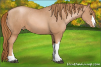 Horse Color:Liver Chestnut Pearl Appaloosa 