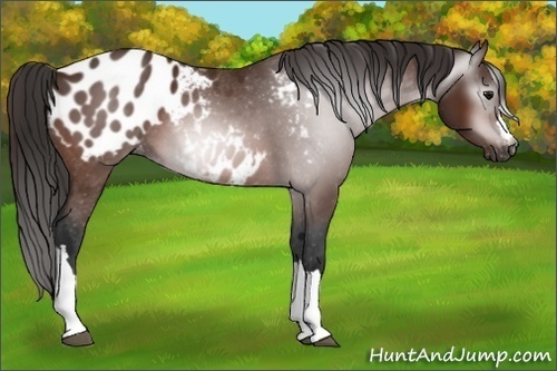 Horse Color:Gray Bay Appaloosa 
