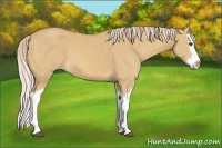 Horse Color:Palomino Dun Splash 