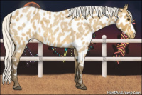 Horse Color:Silver Buckskin Roan Appaloosa
