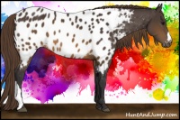 Horse Color:Buckskin Blanket 