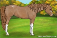 Horse Color:Chestnut Varnish 