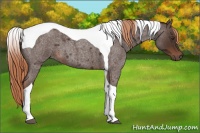 Horse Color:Liver Red Roan Tobiano 