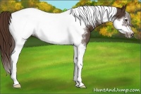 Horse Color:Liver Chestnut Tobiano Frame 