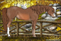 Horse Color:Liver Chestnut 