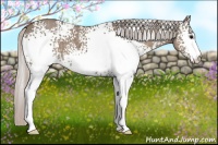 Horse Color:White Spotted Silver Grullo 