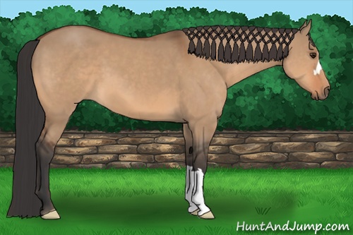 Horse Color: Bay Dun 
